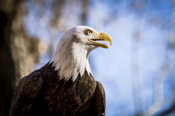 American Bald Eagle in tree