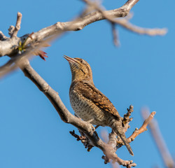 A Eurasian wryneck sitting on a tree in spring
