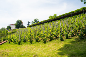Fototapeta na wymiar Vine plants in vineyard in Prague, Czech Republic