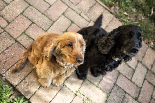 Coppia Di Cuccioli Di Cane Razza Cocker Spaniel Stock Photo And