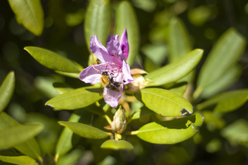 Pszczoła robotnica zbiera nektar na kwiatku rododendrona - obrazy, fototapety, plakaty