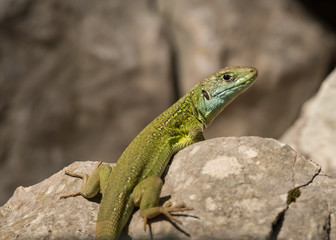 Naklejka na ściany i meble Portrait of a green lizard resting in the sun
