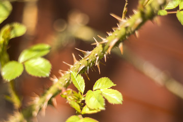 Młode zielone liście róży wyrastają z gałęzi okrytej kolcami.