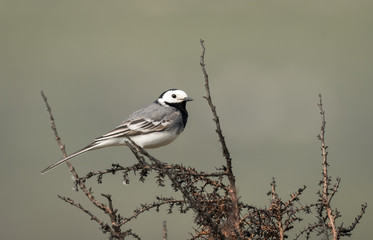 A white wagtail sitting on a bush