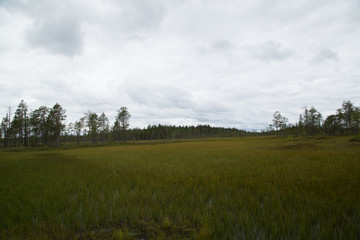 Fototapeta na wymiar Panorama swamp area of the national park Patvinsuo, summer 