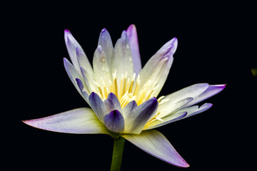 Purple and White Lotus Flower_ Water Lily