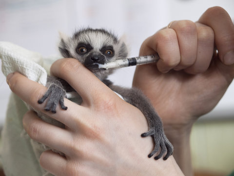 Hand-reared baby ring-tailed lemur is held in hands, fed with milk from a syringe, looking at camera. The lemur has fluffy grey hair, a touching snout, crooked fingers, and big expressive orange eyes.