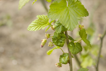 Młode liście agrestu i kwiaty agrestu kwitną w wiosennym ogrodzie.