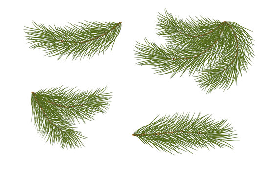 Vector illustration. Eps 10.Set of pine branches for festive decor. Isolated without a shadow.