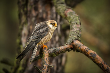 red-footed falcon