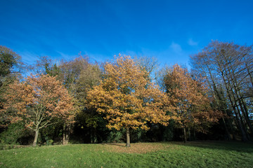 Autumn trees in park. Yellow and gold leaves of fall.