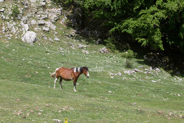 Cavallo selvaggo nel Parco Nazionale del Cilento e Vallo di Diano, primavera  Wild horses  © nidafoto
