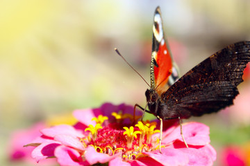 butterfly peacock eye sits on the zinnia