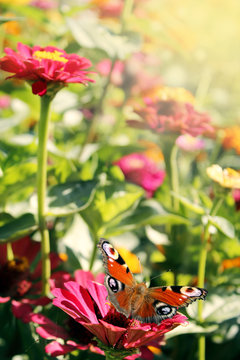 butterfly peacock eye sits on the zinnia