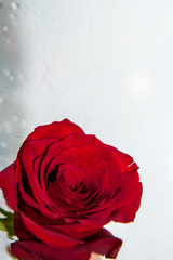 Fresh red rose, symbol of love on bright background