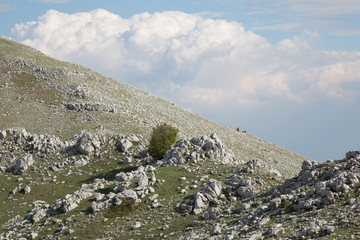 Cavalli liberi sul Monte Cervati, primavera 