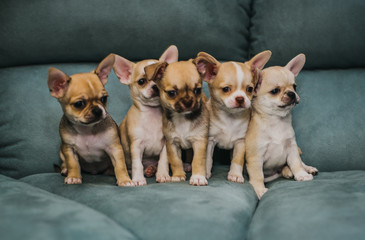 Little puppies, Chihuahua