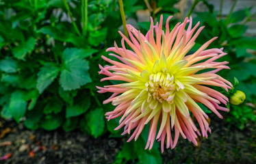 Pink and yellow cactus type dahlia in full bloom with green foliage in the background.