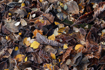 Frosted dry autumn leaves.