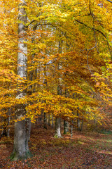 Herbstlicht im Wald