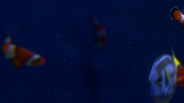 Clownfish and Blue Tang fish swim together, close up