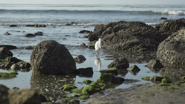 Coastal snowy egret walks in tidepool