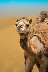 Closeup portrait de chameau dans le désert de dunes de sable venteux de Dubaï