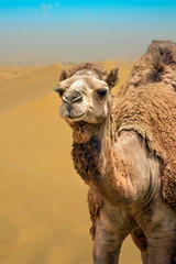 Crédence de cuisine en verre imprimé Chameau Closeup portrait de chameau dans le désert de dunes de sable venteux de Dubaï