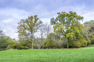 Obraz premium green English countryside with trees and glass at the beginning of autumn