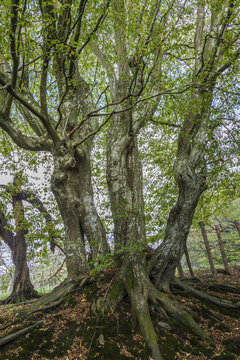 a green beech trees with visible roots at the beginning of autumn