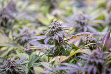 Macro shot of an indoor grow of Blackberry Kush flowering bud just before cutting.