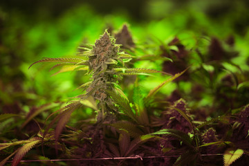 Stylized macro shot of an indoor grow of Blackberry Kush flowering cannabis bud just before cutting.