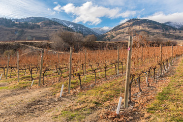 Fototapeta na wymiar Rows of dormant grapevines in vineyard with snow covered mountains in background in late autumn
