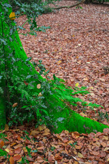 Fototapeta premium Forest