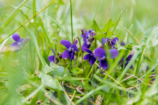 Heralds of spring - early dog violet, viola reichenbachiana