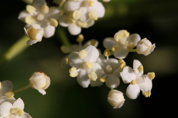 Fototapeta na wymiar Schwarzer Holunder (Sambucus nigra), Blüten und Knospen
