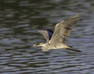 Grey Heron in flight