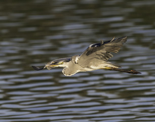 Grey Heron in flight