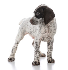 german shorthaired pointer puppy