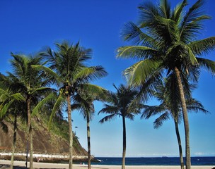 Fototapeta na wymiar Die Palmen an der Copacabana