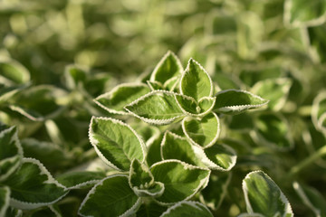 Jamaika Thymian weißbunt (Plectranthus amboinicus variegatus)