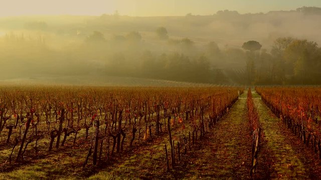 Sunrise Vineyard in mist, Bordeaux Wineyard in autumn, Time Lapse