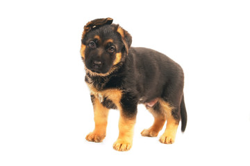 Adorable German Shepherd puppy standing indoors on a white background