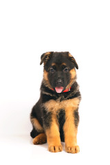 Adorable German Shepherd puppy with a collar sitting indoors on a white background