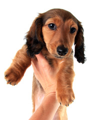 Dachshund puppy