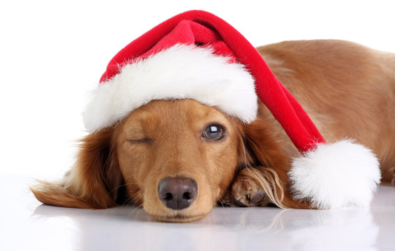 Dachshund santa clearance hat