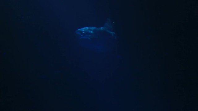 Giant sunfish swims in ocean