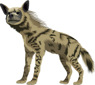 Vector Striped Hyena