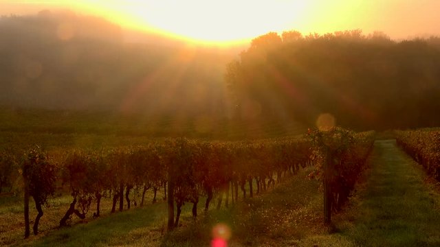 Sunrise Vineyard in mist, Bordeaux Wineyard in autumn, Time Lapse