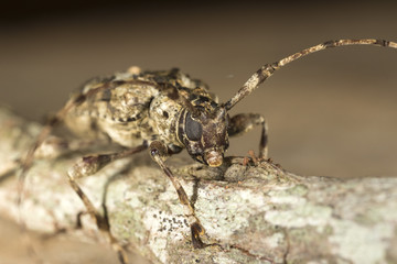 longhorn beetle on a tree branch